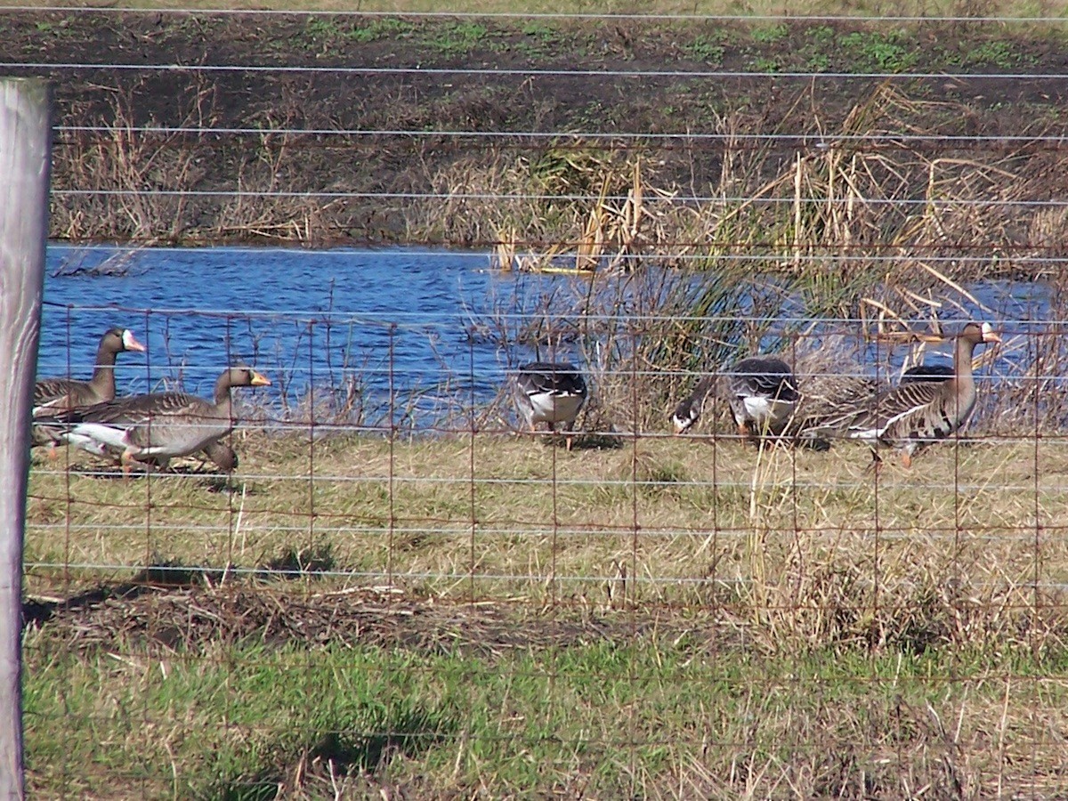 Greater White-fronted Goose - Urs Geiser