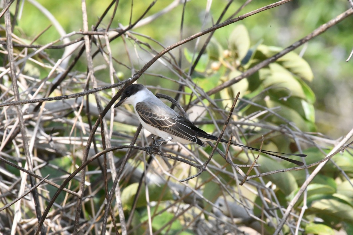 Fork-tailed Flycatcher - Robert Post