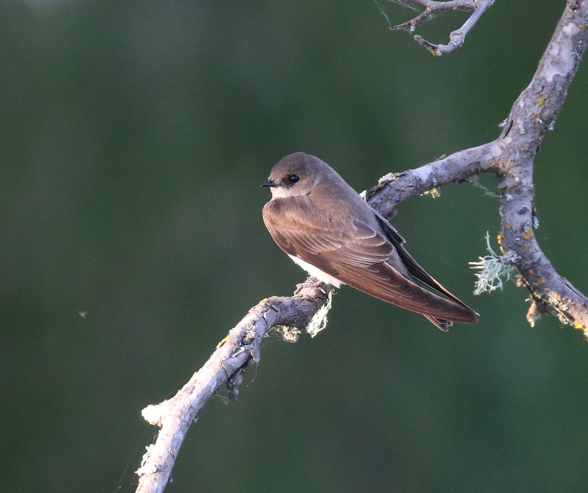 Northern Rough-winged Swallow - ML153888241