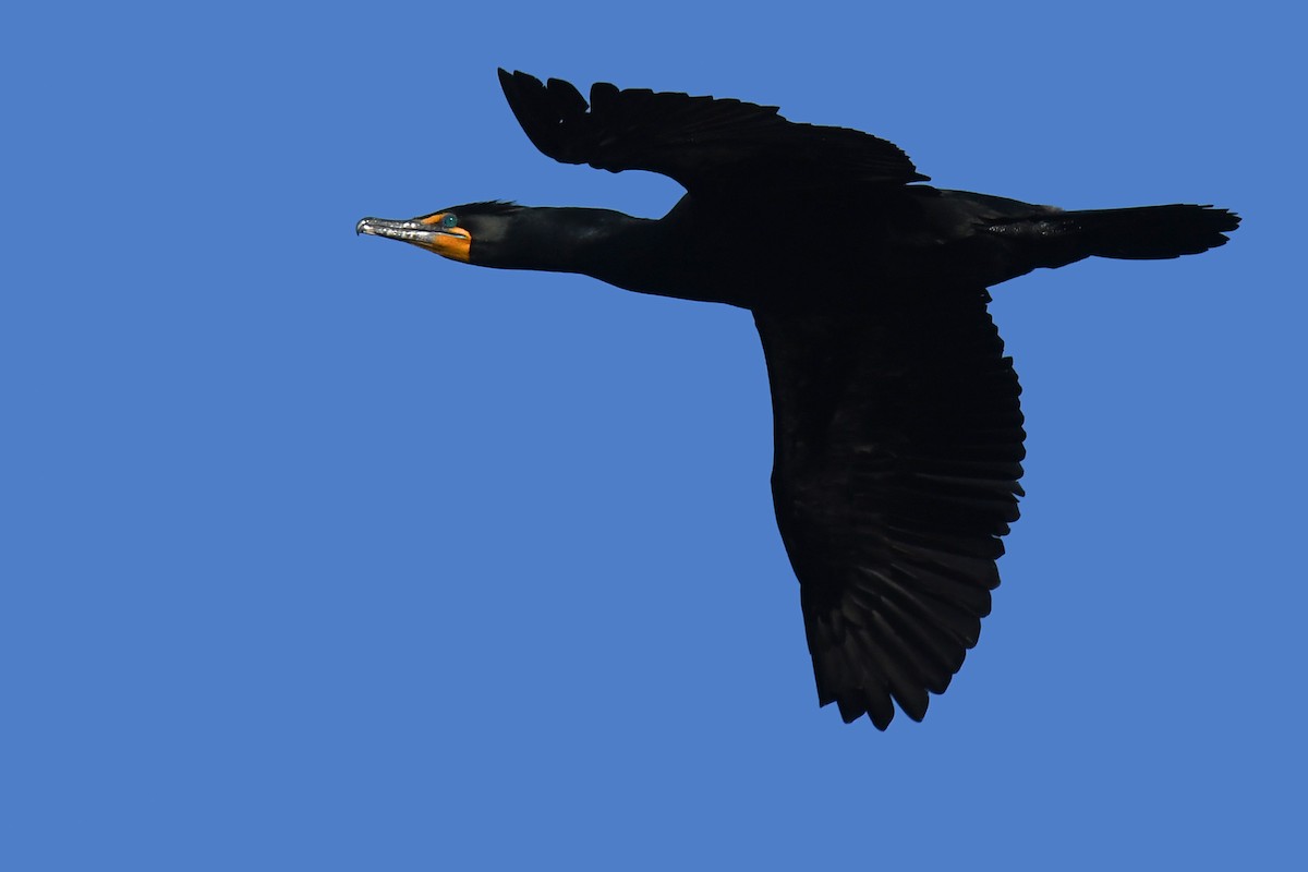 Double-crested Cormorant - Lev Frid
