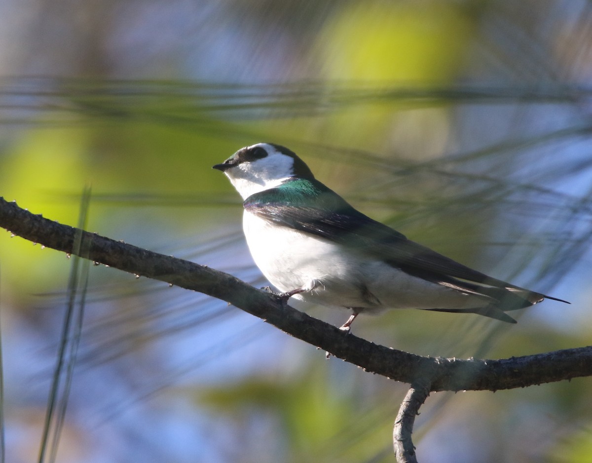 Violet-green Swallow - ML153888371