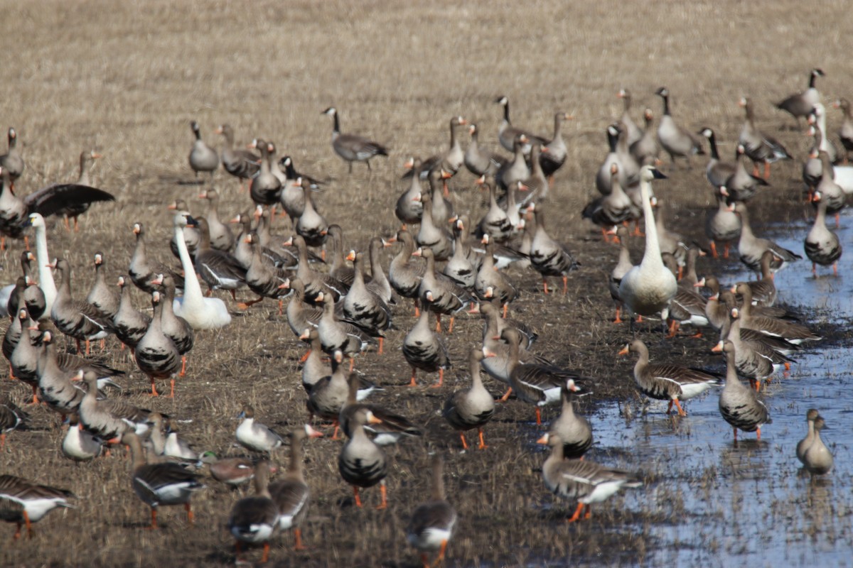 Greater White-fronted Goose - Bob Bidney
