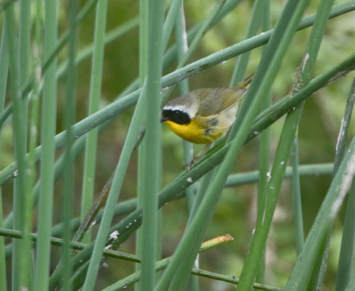 Common Yellowthroat - Pair of Wing-Nuts