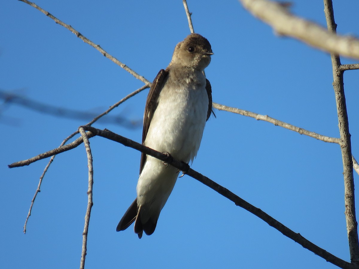 Northern Rough-winged Swallow - ML153890221
