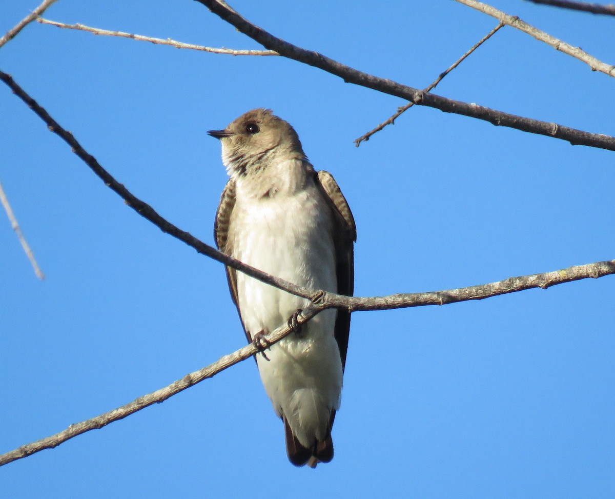 Northern Rough-winged Swallow - ML153890241
