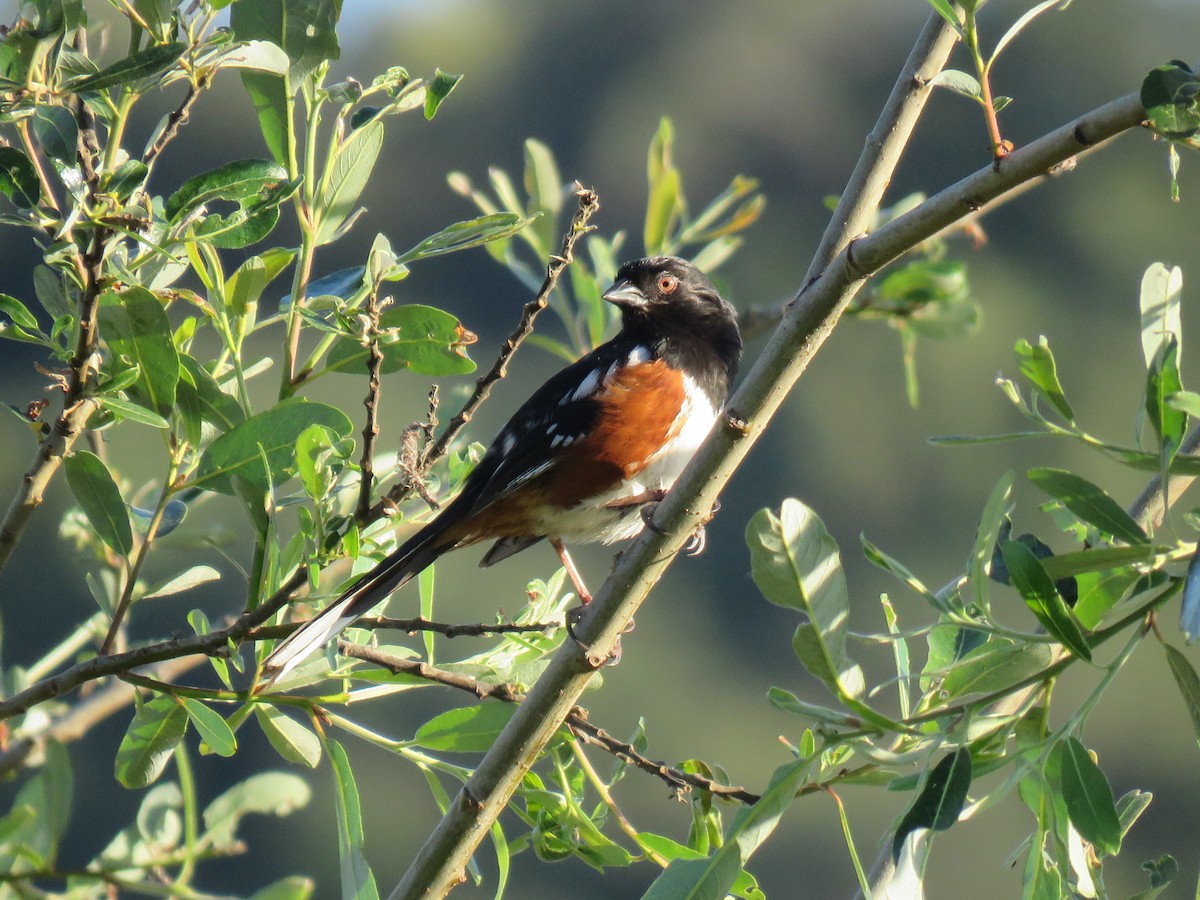 Spotted Towhee - ML153890471