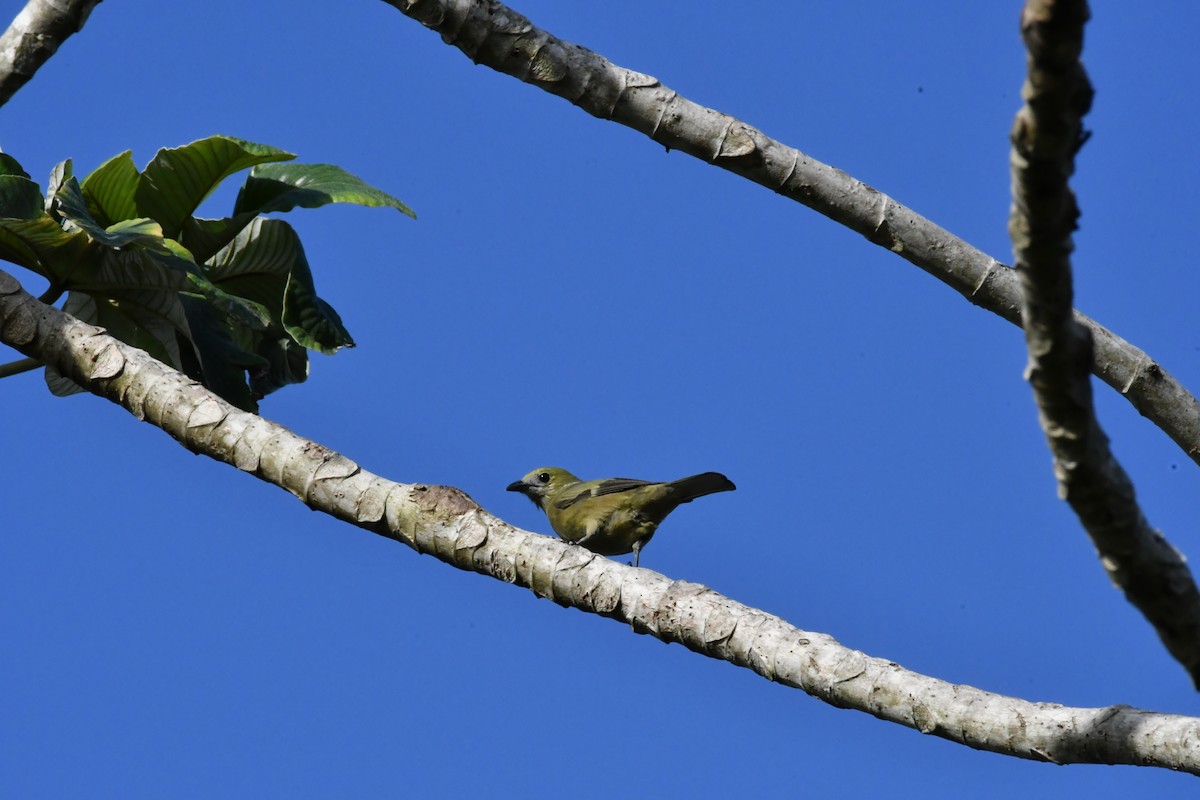 Palm Tanager - ML153890571