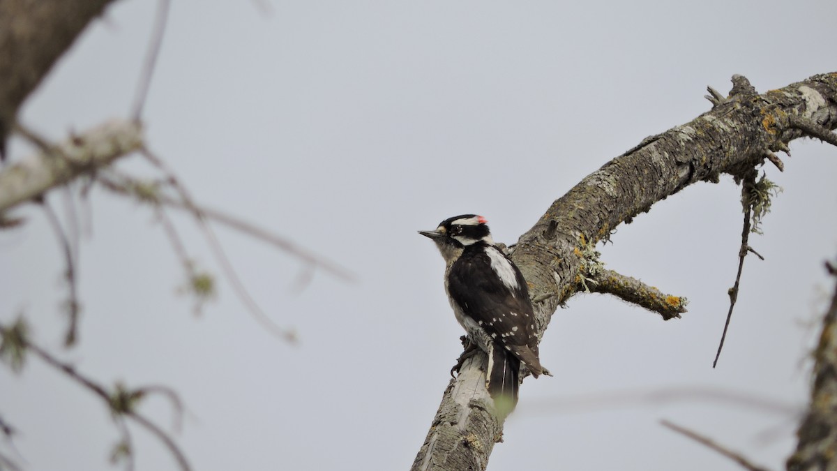 Downy Woodpecker - ML153890641