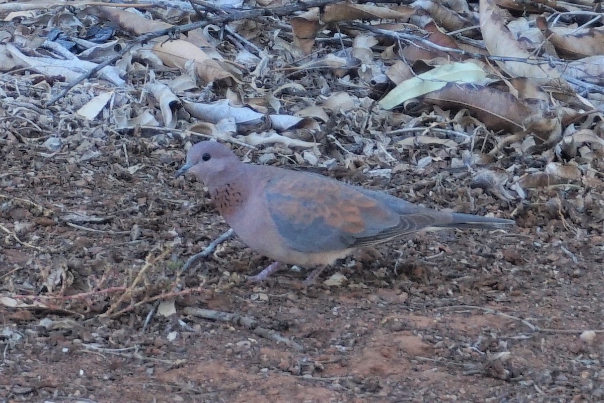 Laughing Dove - ML153891461