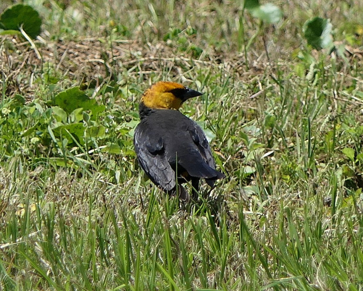 Yellow-headed Blackbird - ML153891481