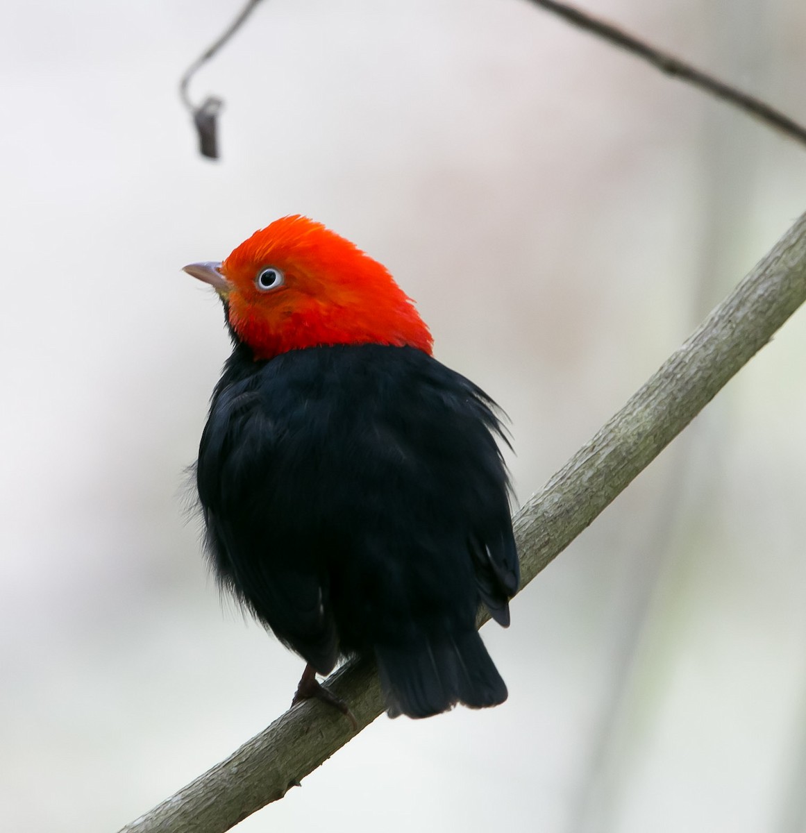 Red-capped Manakin - ML153891571