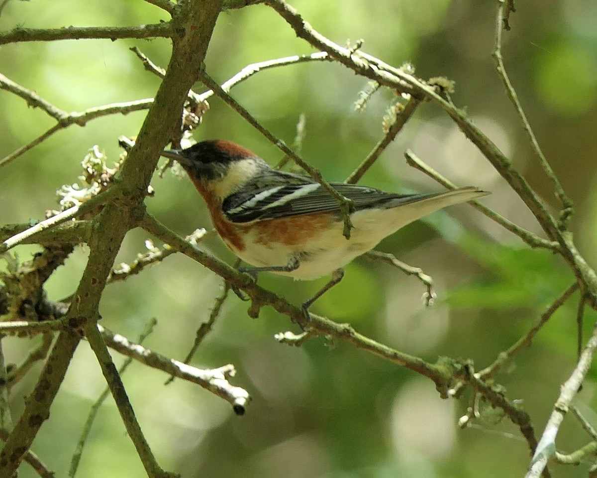 Bay-breasted Warbler - ML153891641