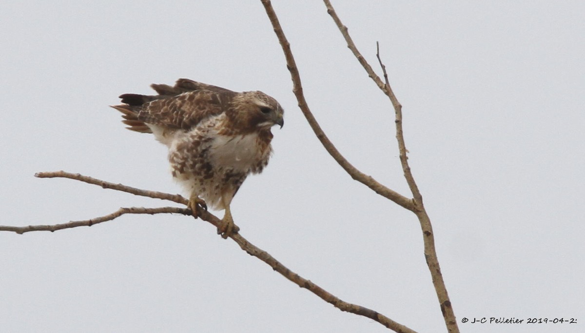 Red-tailed Hawk - ML153891751