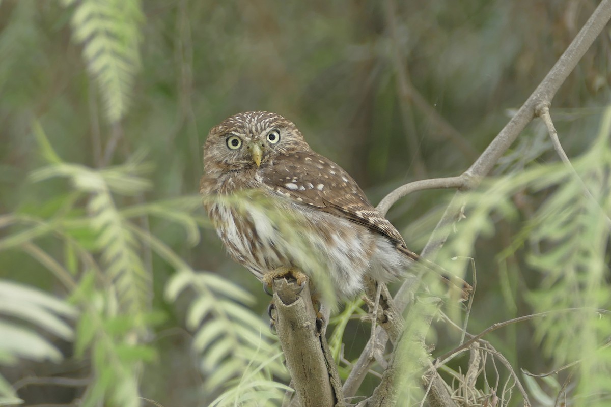 Peruvian Pygmy-Owl - Peter Kaestner