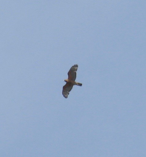 Red-shouldered Hawk - ML153893301