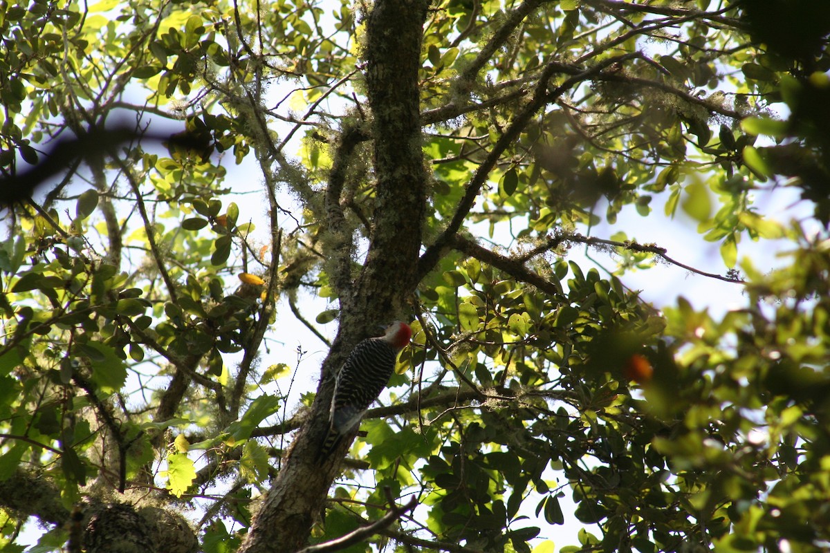 Red-bellied Woodpecker - ML153893341
