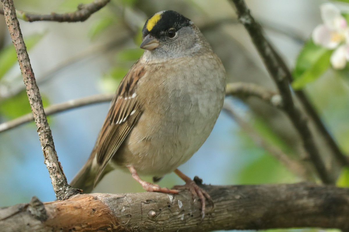 Golden-crowned Sparrow - Warren Cronan