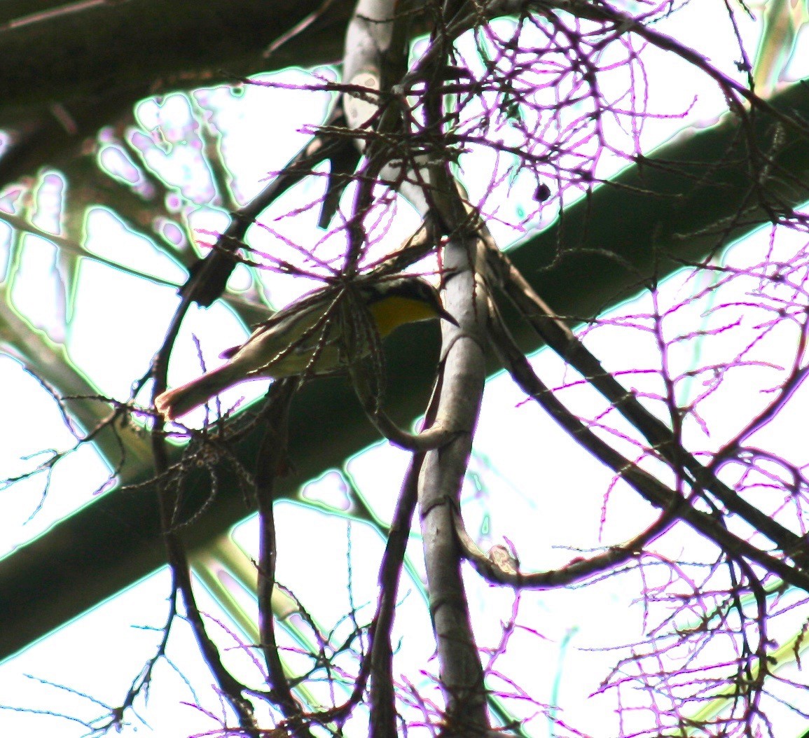 Yellow-throated Warbler - ML153893431