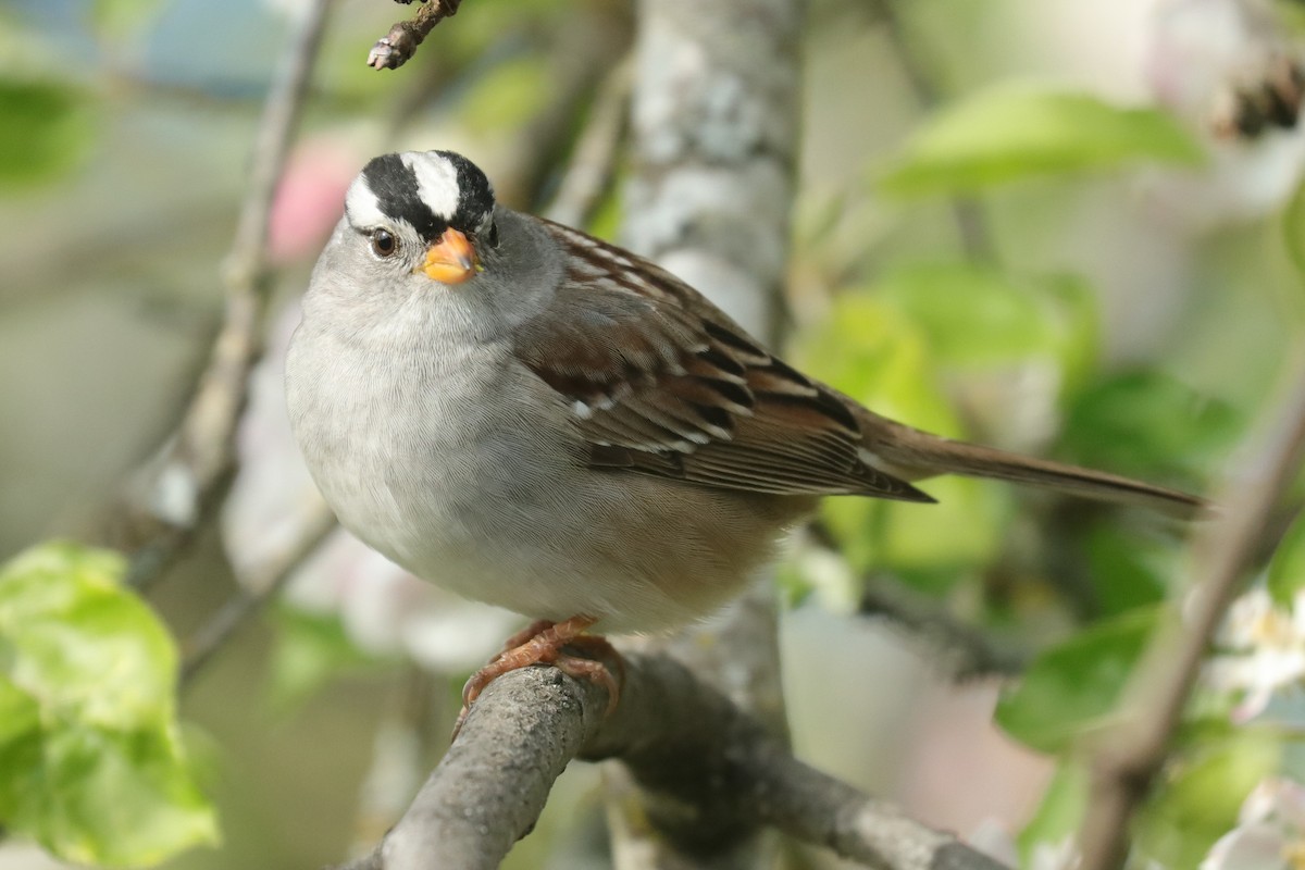 White-crowned Sparrow - Warren Cronan