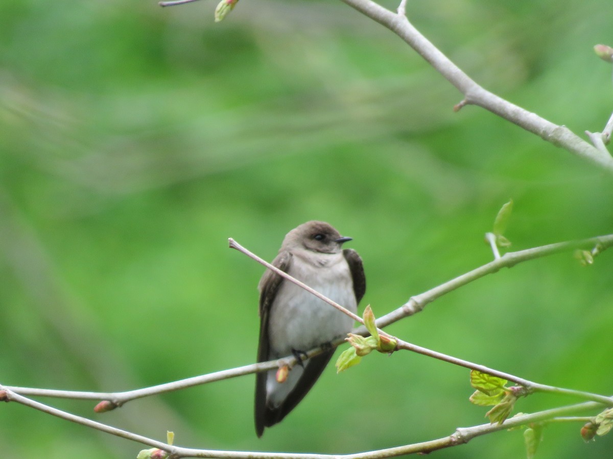 Northern Rough-winged Swallow - ML153893751