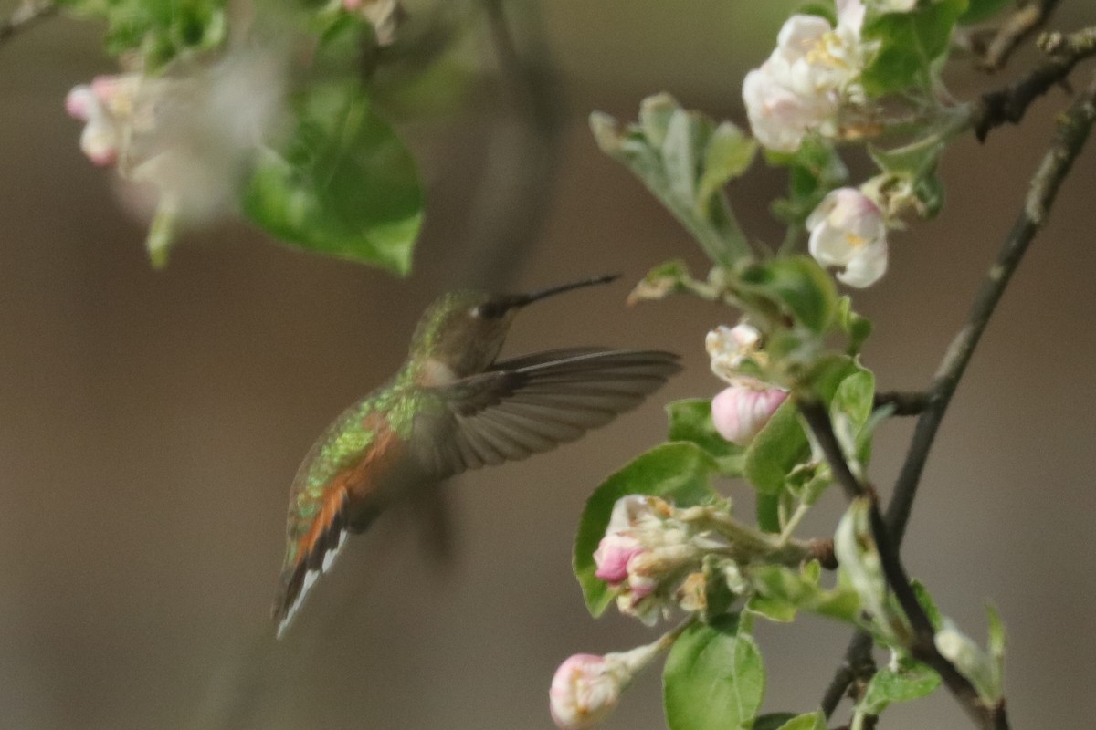 Rufous Hummingbird - ML153894631