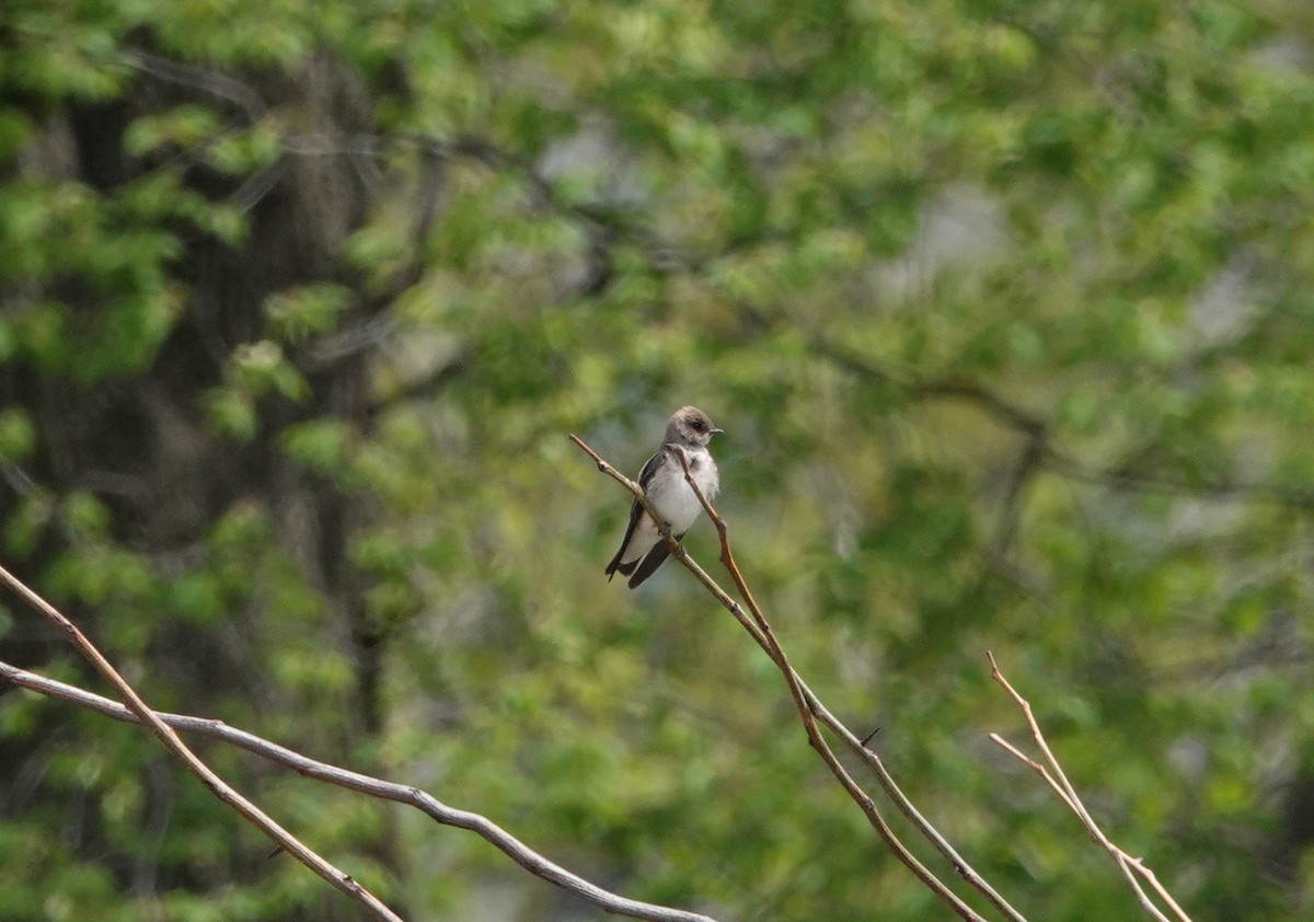 Northern Rough-winged Swallow - Peter Reisfeld