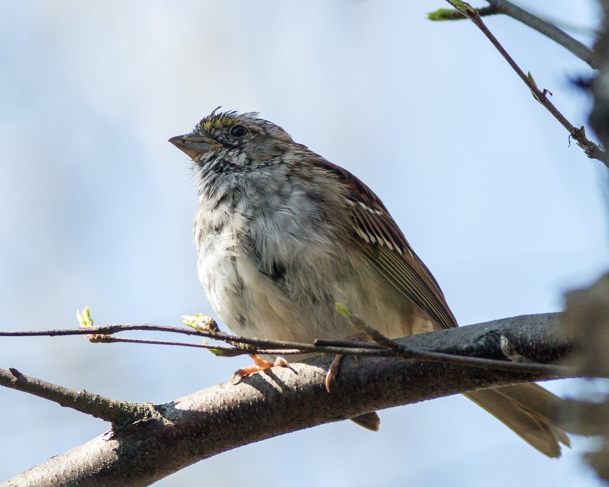 Savannah Sparrow - ML153895161