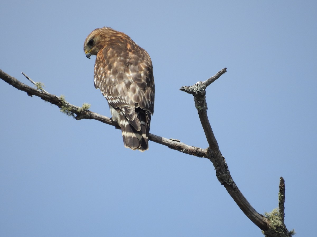 Red-shouldered Hawk - Eric Goodhall