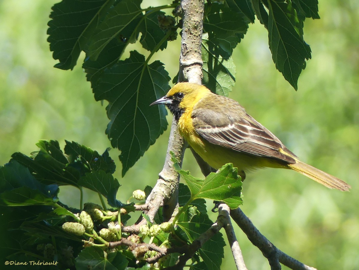 Orchard Oriole - Diane Thériault