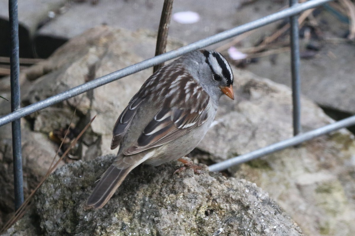 White-crowned Sparrow - Marlene Cashen