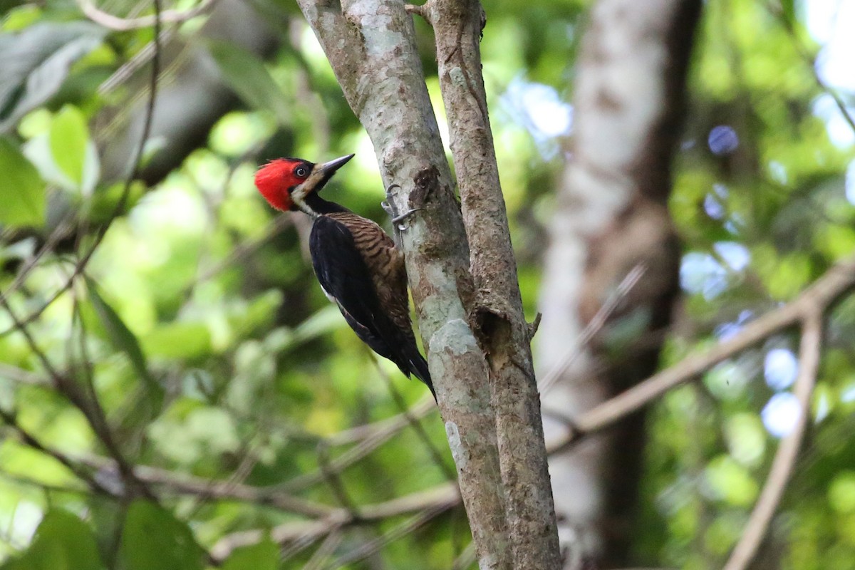 Crimson-crested Woodpecker - leonard blass