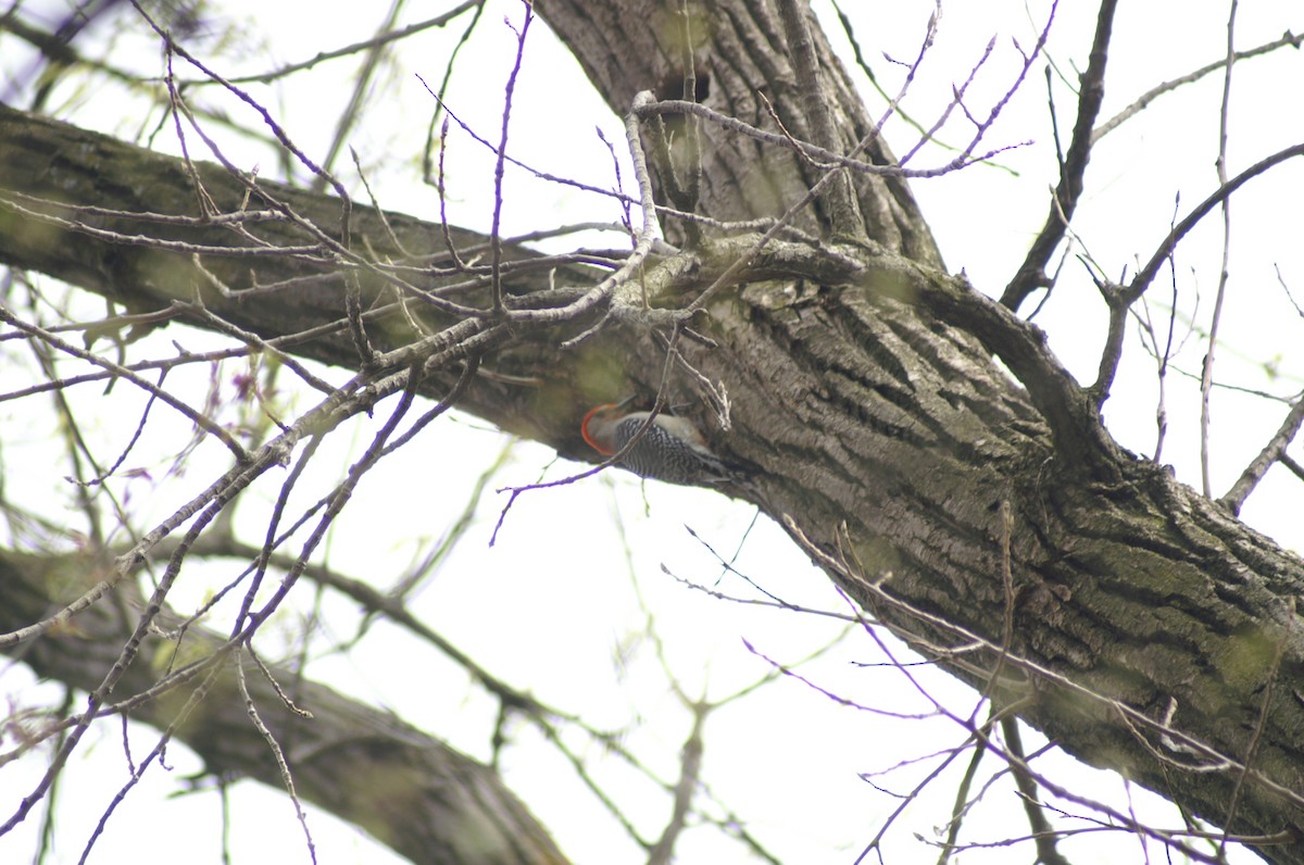 Red-bellied Woodpecker - ML153896061