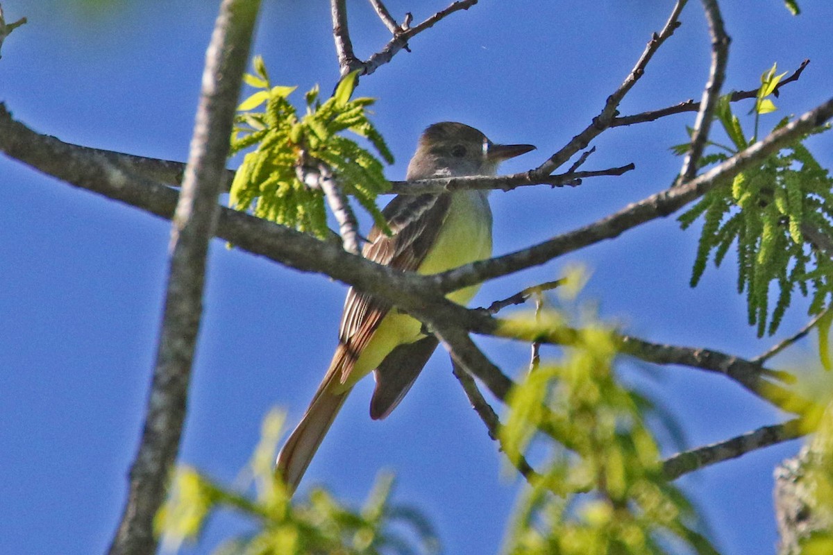 Great Crested Flycatcher - ML153896531