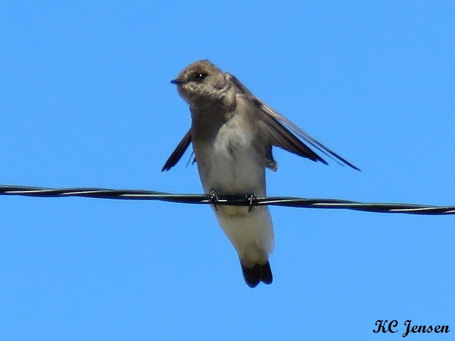 Northern Rough-winged Swallow - Kent Jensen