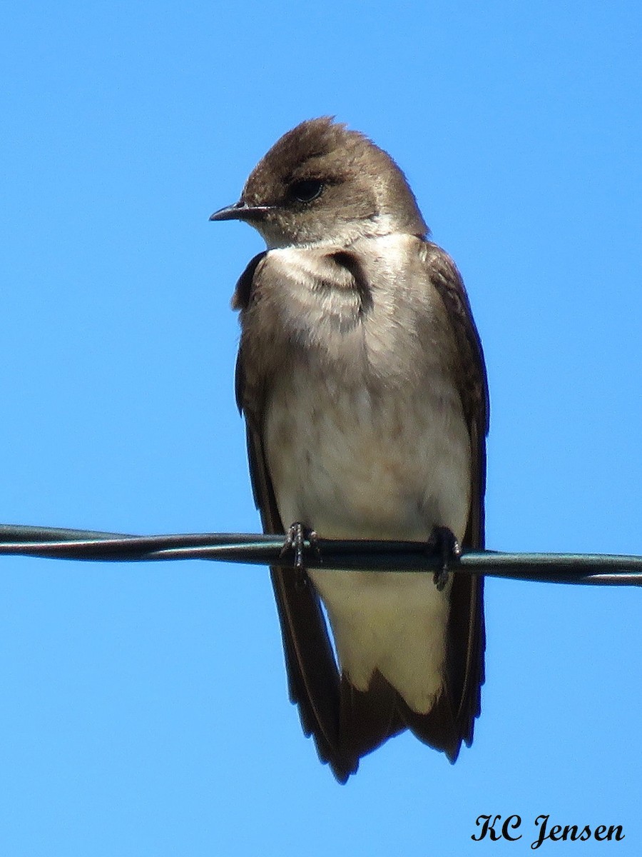 Northern Rough-winged Swallow - ML153896821