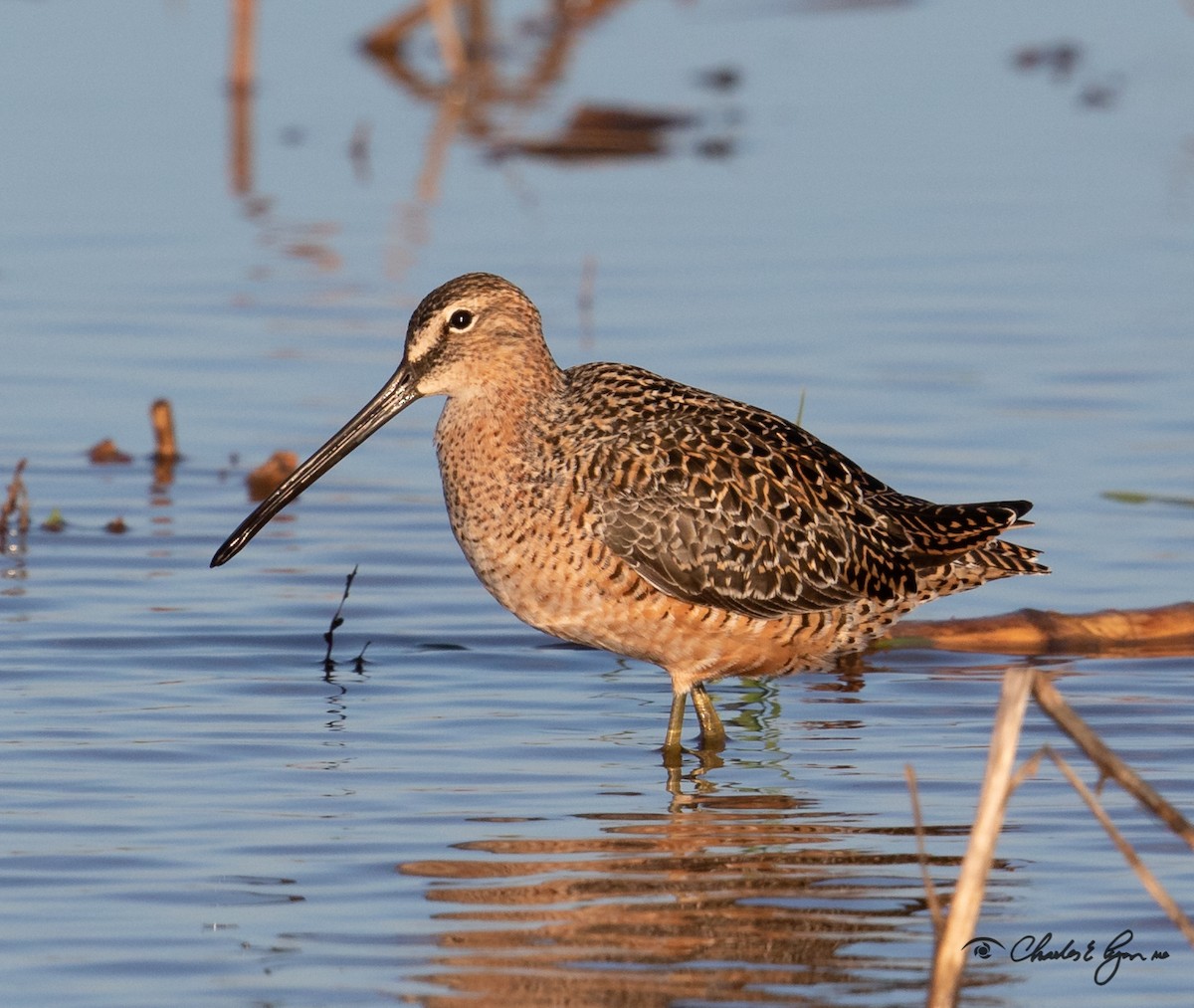 Long-billed Dowitcher - Charles Lyon