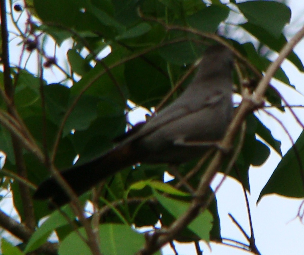Gray Catbird - ML153897691