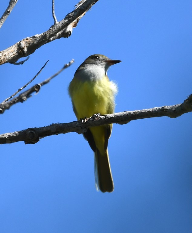 Great Crested Flycatcher - ML153898461