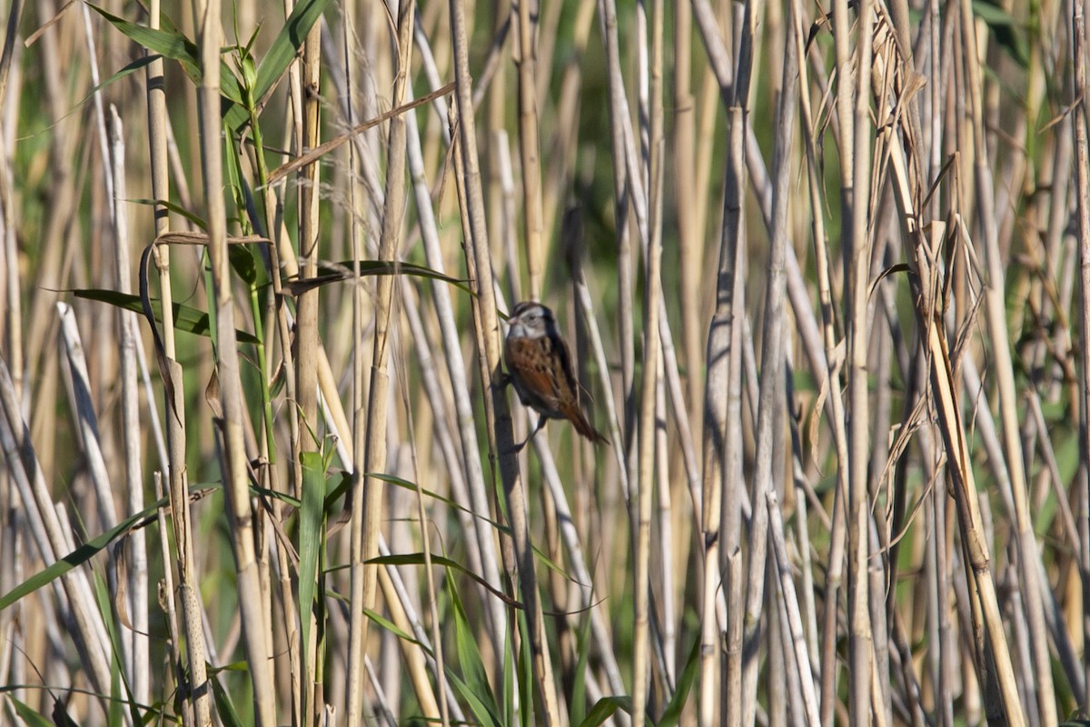 Swamp Sparrow - ML153899241