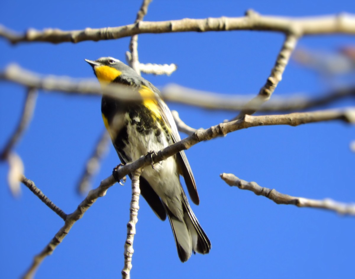 Yellow-rumped Warbler - Charles Martinez