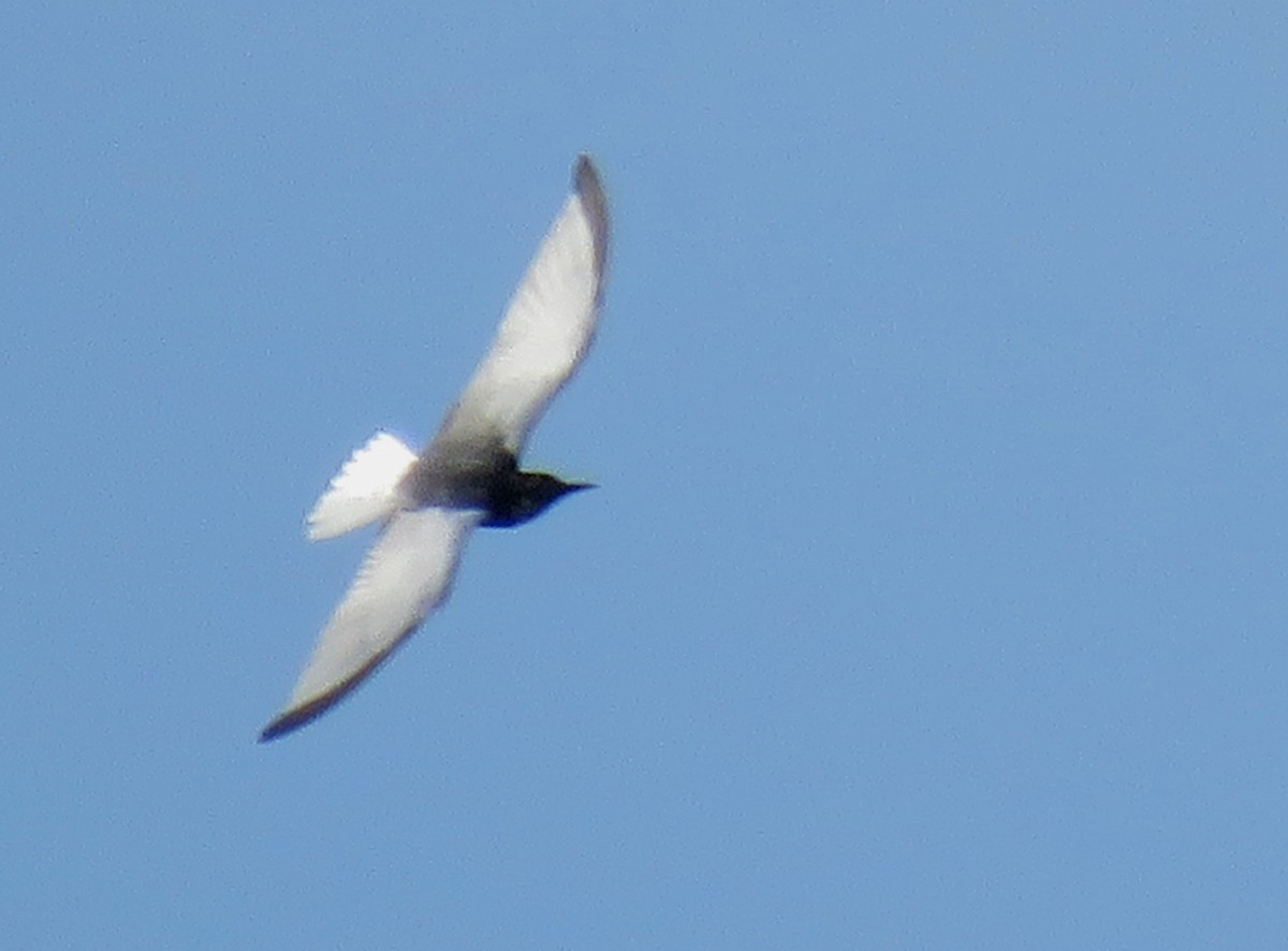 White-winged Tern - ML153899491