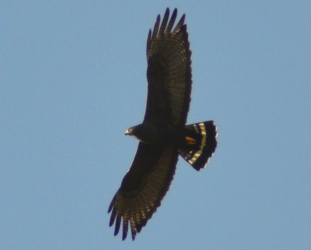 Zone-tailed Hawk - John Williams