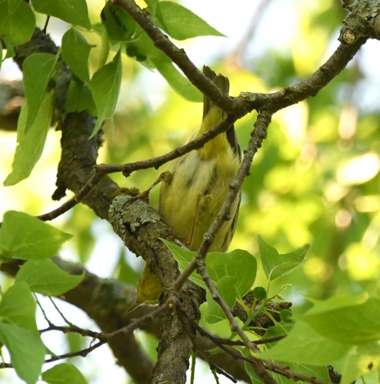 Orange-crowned Warbler - Steve Davis