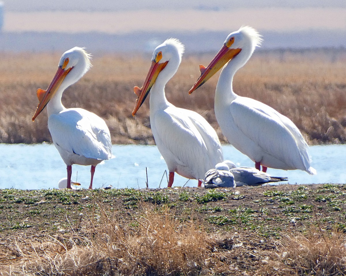 pelikán severoamerický - ML153899831