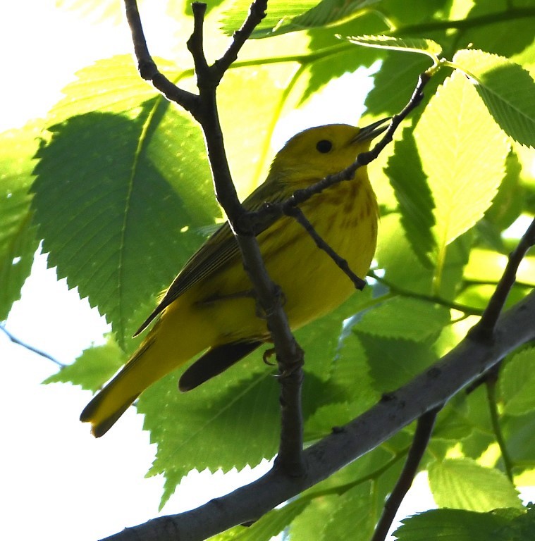Yellow Warbler - Steve Davis