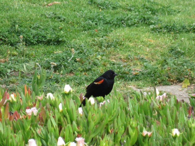 Red-winged Blackbird - ML153900821