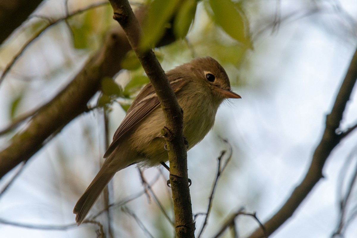 Western Flycatcher (Pacific-slope) - Andrew Newmark