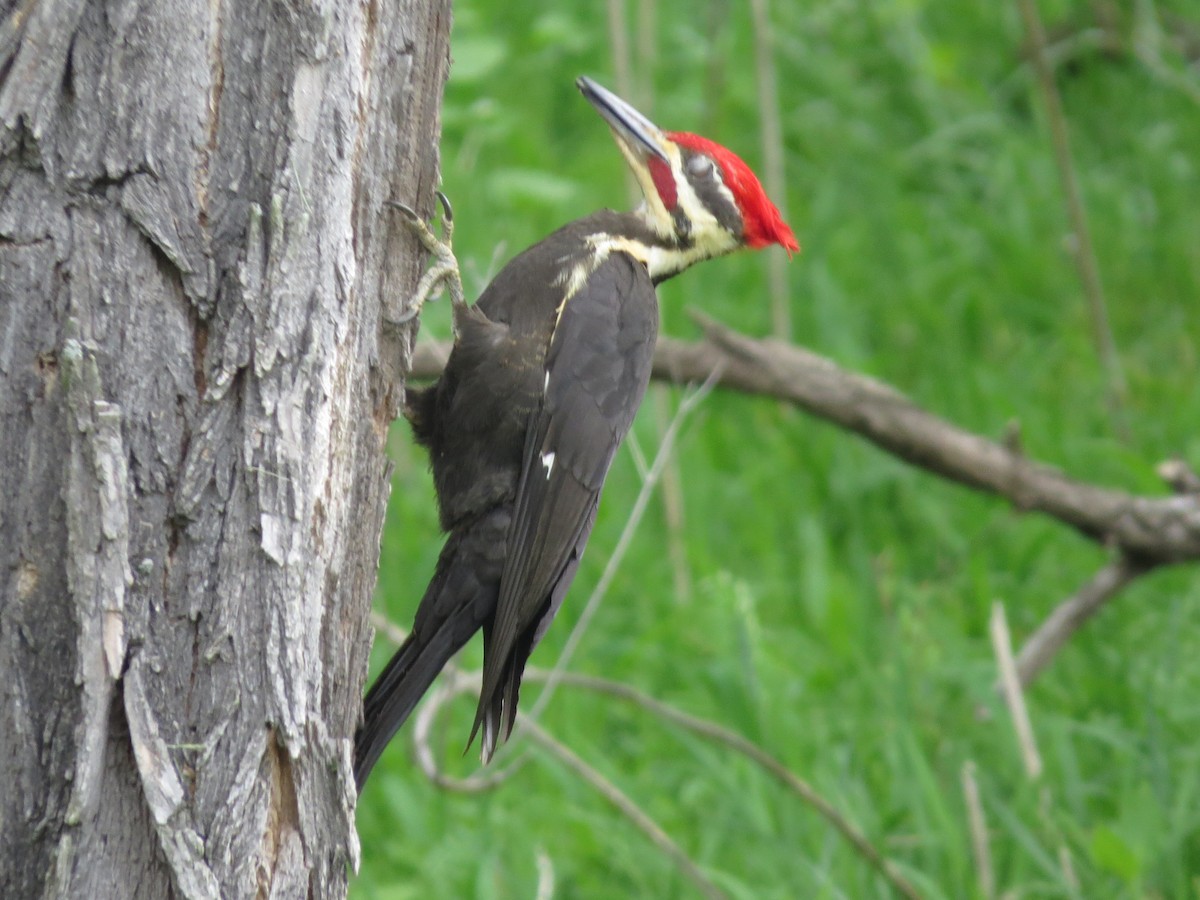 Pileated Woodpecker - Marisa Rositol