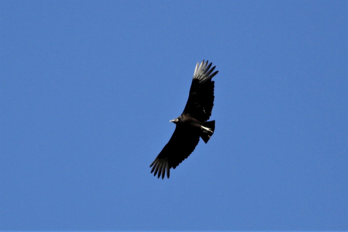 Black Vulture - ML153901591
