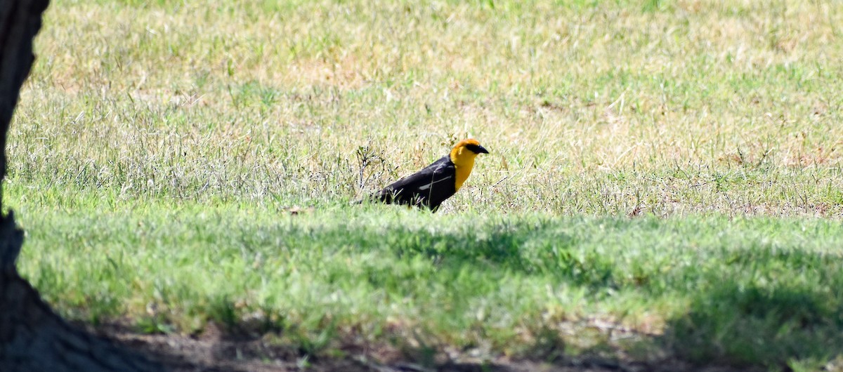 Yellow-headed Blackbird - ML153901821